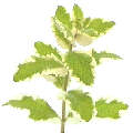  pineapple mint 